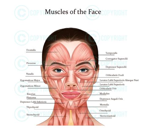 Facial Anatomy Bundle Botox & Filler Injector Anatomy Esthetician Aesthetics Dermatology Medspa ...