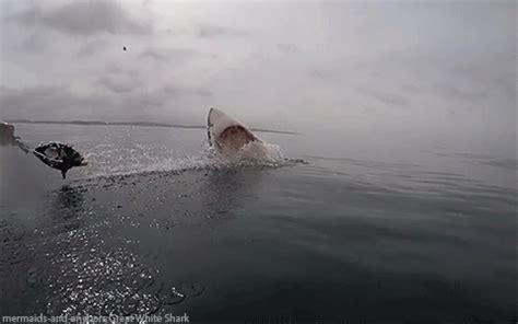 Great Shark Gifs | Shark, Shark swimming, Great white shark