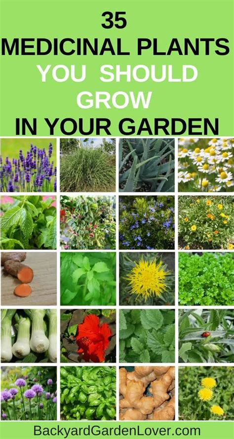 35+ Easy To Grow Medicinal Plants To Make Your Own Herbal Remedies!