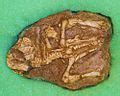 Category:Ceratopsia fossils - Wikimedia Commons