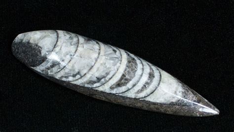 Polished Orthoceras (Cephalopod) Fossil (#3748) For Sale - FossilEra.com