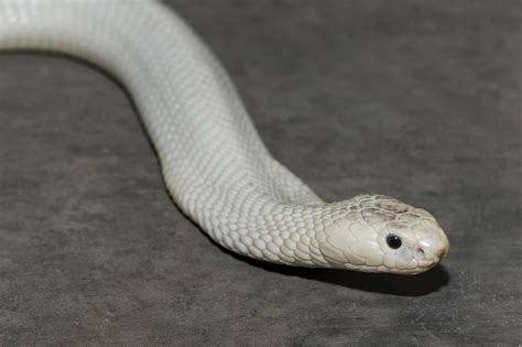 White cobra that roamed Thousand Oaks goes on exhibit at San Diego Zoo - LA Times