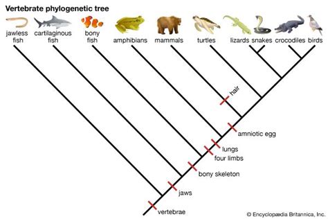 phylogenetic tree: vertebrates - Students | Britannica Kids | Homework Help