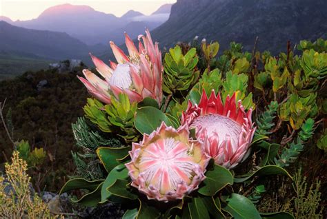 Flowers South Africa: The King Protea at Multiflora.