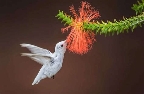 Rare albino hummingbird recorded on video in Alabama - Pets Lovers