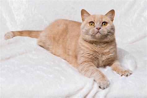 British Shorthair Colors: From Chocolate To Lilac And Cream - Cat Mania