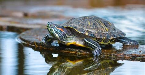 River Turtle Animal Pictures | A-Z Animals