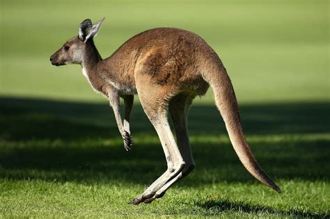 It's time you learned the truth about kangaroos | Canguros, The guardian