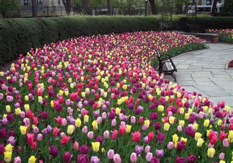 Central Park Blog — Spring means flowers in Central Park! After a long...