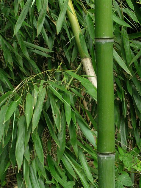 File:Bamboo DSCN2465.jpg - Wikipedia