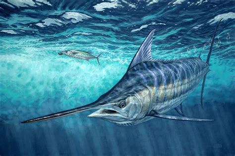 underwater blue marlin art Don Ray marine fishing artist | Marine fish, Fish painting, Fish art