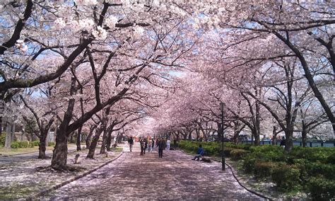 Enjoy Cherry Blossoms in Osaka! Vol.1 ~ Osaka ~ - Japan Land Service