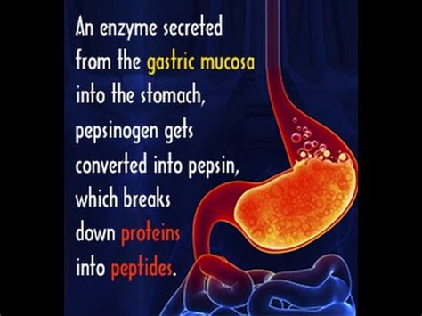 Pepsin Enzyme Structure Function and Important Facts - YouTube