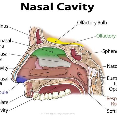 Anatomy And Physiology of Nose | Download Scientific Diagram