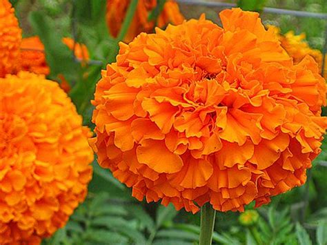 175 Marigolds Erect Hawaii bright Orange marigolds tagetes | Etsy