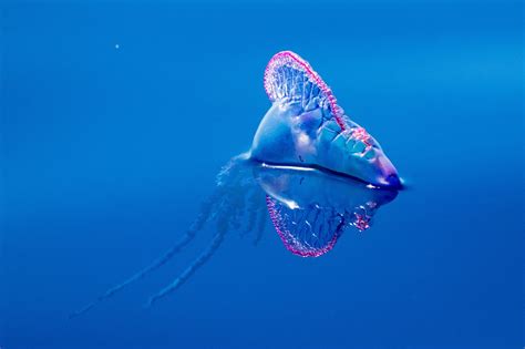 2+ Free Portuguesa Galera & Jellyfish Images - Pixabay