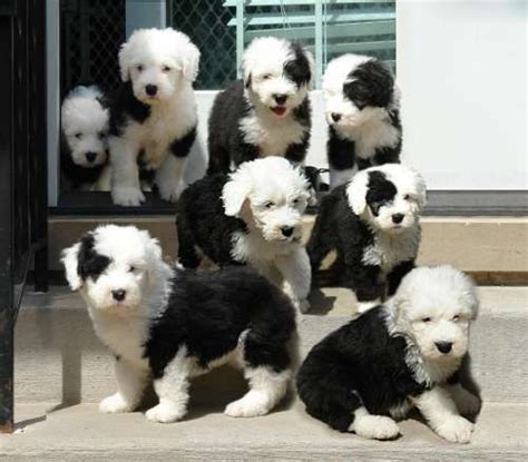 Cute Old English Sheepdog Puppies | Old english sheepdog puppy, Sheep ...