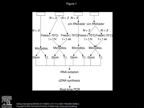 Improvement of extraction and processing of RNA from renal biopsies - ppt download