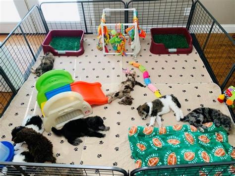 Pin by Lisa Fowler on Puppy playground | Puppy pens, Puppy playpen, Dog whelping box