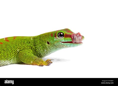 Giant day gecko (Phelsuma grandis), cleaning eye with tongue, captive, occurs Madagascar Stock ...