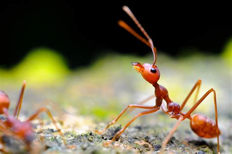 A Bug’s Life | Animal Kingdom