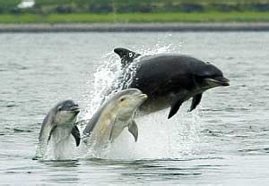 Chanonry Point Dolphins - Scotland Info Guide