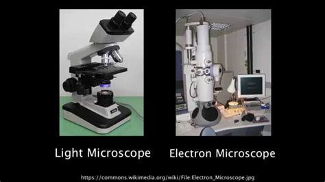 😍 Compound light microscope vs electron microscope. The Comparison of a Light Microscope to an ...