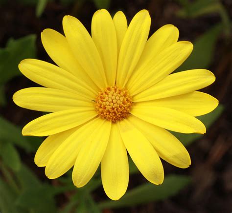 Single Yellow Daisy Like Flower up close Photograph by Kathy LaBerge - Fine Art America