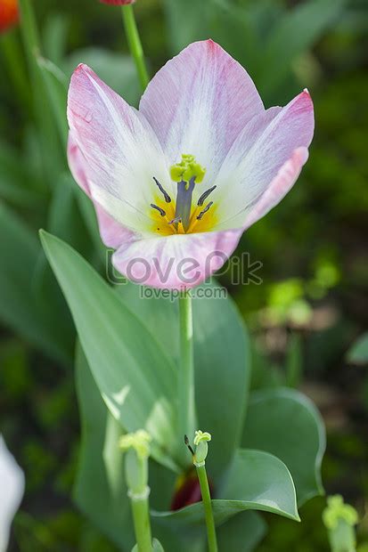 Holland National Flower Tulip Picture And HD Photos | Free Download On ...