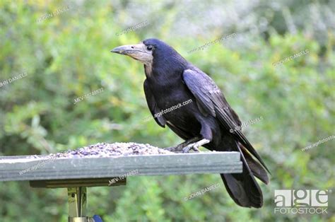 Rook - on bird feeding table (Corvus frugilegus), Stock Photo, Picture ...