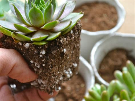 The Best Soil Mix for Succulents | World of Succulents