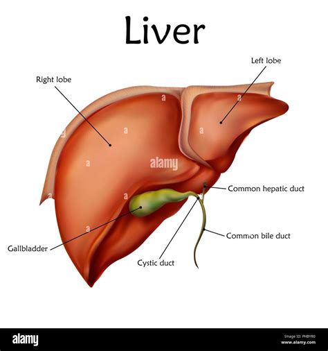 Liver Anatomy Model