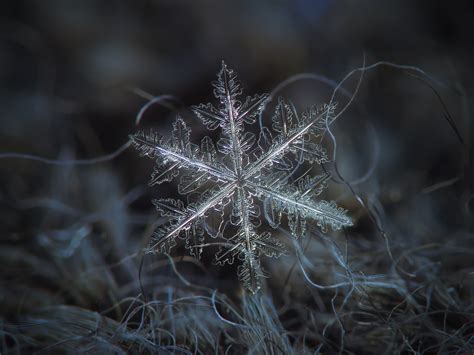 Wallpaper : dark, abstract, snow, winter, closeup, branch, symmetry ...