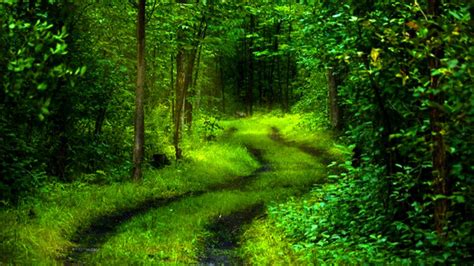 4k Nature Green Wallpapers - Top Free 4k Nature Green Backgrounds ...