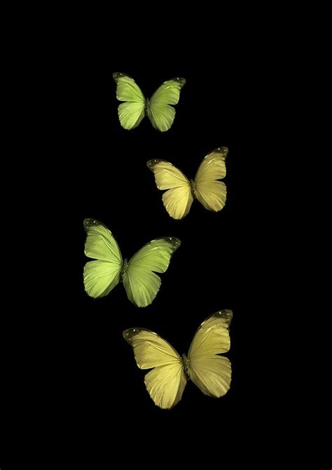 Butterflies flying in black background Photograph by Olga Rubio Manzano ...