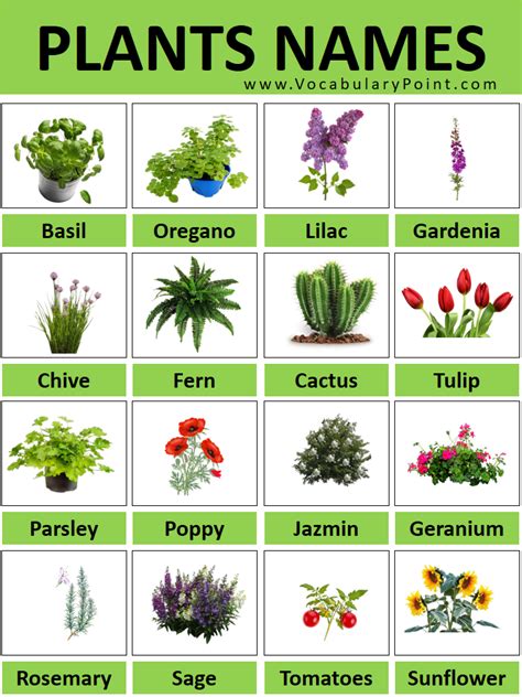 200+ All Plant Names With Pictures (Plant Names A to Z) - Vocabulary Point