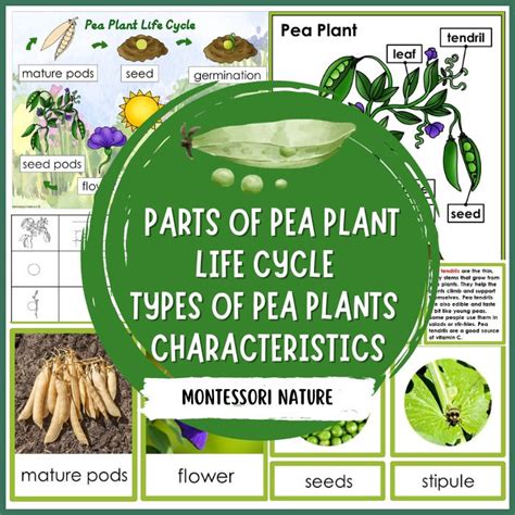 Parts of Pea Plant Life Cycle Facts Pack - Montessori Nature Printables