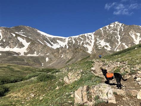 Hedy making her way to summit Grays Peak in Colorado : r/hiking