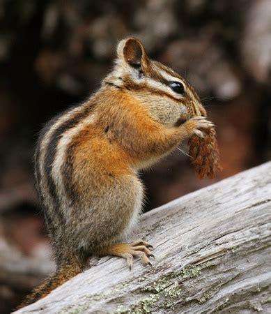 Chipmunk Characteristics, Habitat & Behavior | Study.com