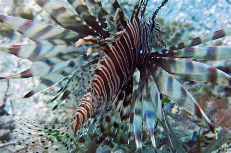 Lionfish | St. John Life