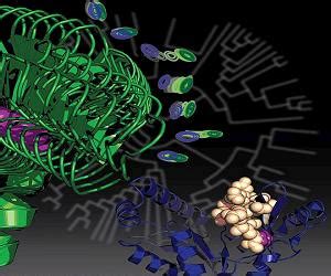 Mutation that triggered multicellular life altered protein flexibility