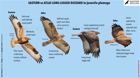 Long-legged Buzzard – Raptor Identification – The complete raptors guide