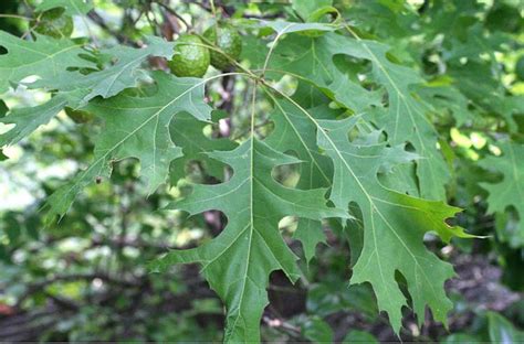 oak – Ohio Plants