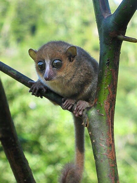 dwarf lemur « The Book of Beasts