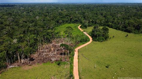 Amazon: Brazil records five-year low in deforestation – DW – 11/10/2023