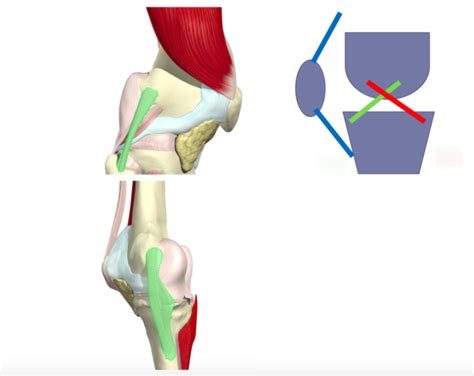 Knee ligaments Diagram | Quizlet