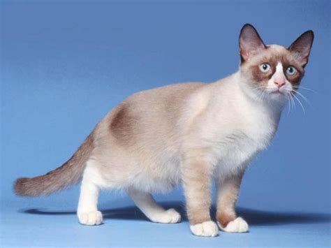 The Rare Snowshoe Cat & Its Unique Characteristics | Snowshoe cat, Cat breeds, Cats and kittens