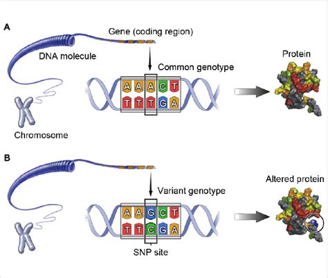 Single-nucleotide polymorphisms (SNPs) are genetic mutations that alter ...