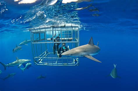 Three of the best places in the world to swim with sharks | Journey Magazine