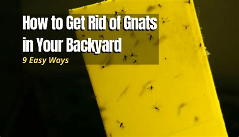 9 Easy Ways to Get Rid of Gnats in Your Backyard - The Backyard Pros